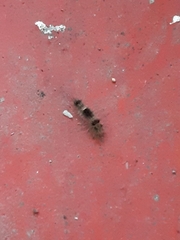 Dasychira chekiangensis