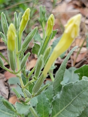 Ruellia metziae