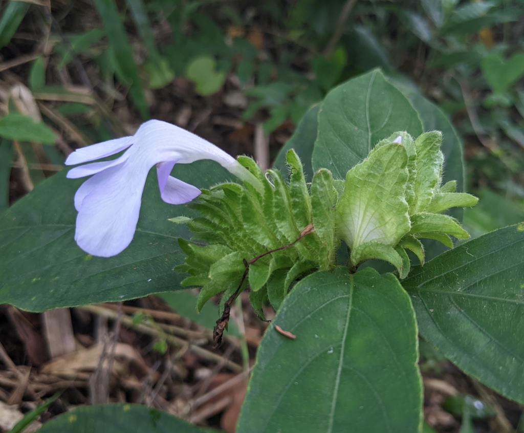 Barleria strigosa