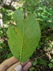 Ulmus rubra