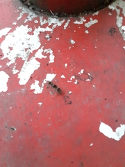 Dasychira chekiangensis