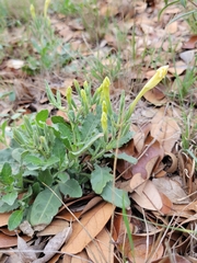 Ruellia metziae