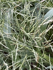Panicum dichotomiflorum