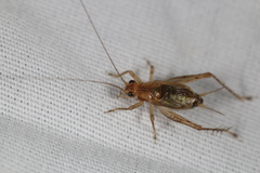 Anaxipha exigua