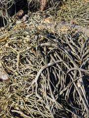 Ascophyllum nodosum