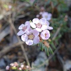 Euryomyrtus ramosissima
