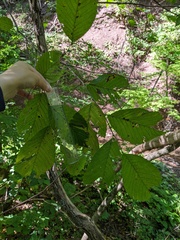 Ulmus rubra