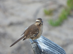 Mimus thenca