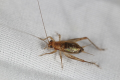 Anaxipha exigua