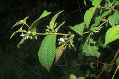 Miconia octona