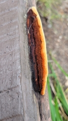 Gloeophyllum sepiarium