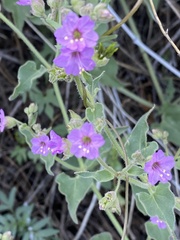 Mirabilis