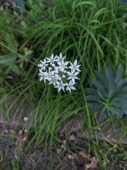 Allium tuberosum