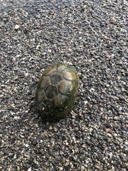 Kinosternon arizonense