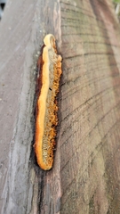 Gloeophyllum sepiarium