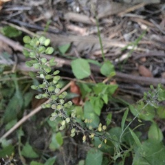 Lepidium virginicum
