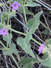 Mirabilis