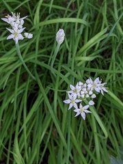 Allium tuberosum