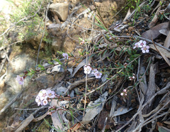 Euryomyrtus ramosissima