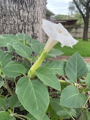 Datura innoxia