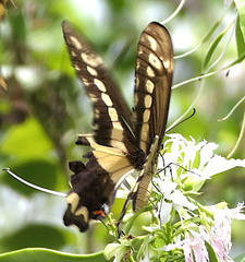 Heraclides ornythion