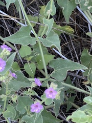Mirabilis