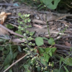 Lepidium virginicum