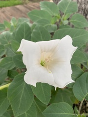 Datura innoxia
