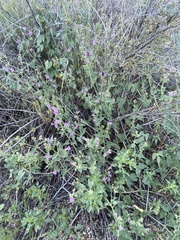 Mirabilis