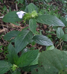 Barleria strigosa