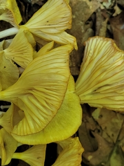 Gerronema strombodes