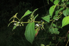 Miconia octona