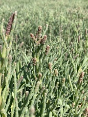 Salicornia pacifica