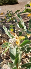Asclepias eriocarpa
