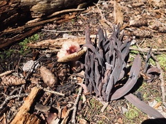 Alloclavaria purpurea