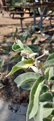 Asclepias eriocarpa