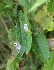 Asteromyia carbonifera