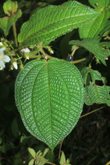 Miconia octona