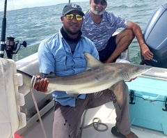 Carcharhinus limbatus