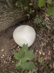 Calvatia