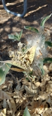 Asclepias eriocarpa