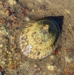 Testudinalia testudinalis