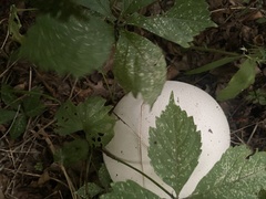 Calvatia