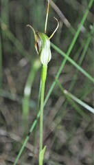 Pterostylis oblonga