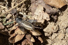 Gryllus