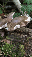 Pluteus