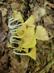 Gerronema strombodes