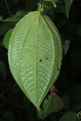 Miconia octona