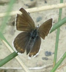 Plebejus anna
