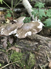 Pluteus
